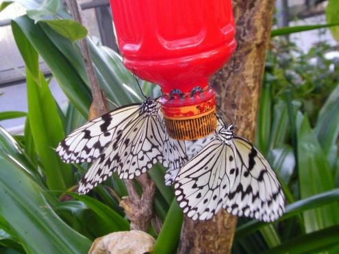水を飲みに来たオオゴマダラ（沖縄に生息する日本最大級の蝶）