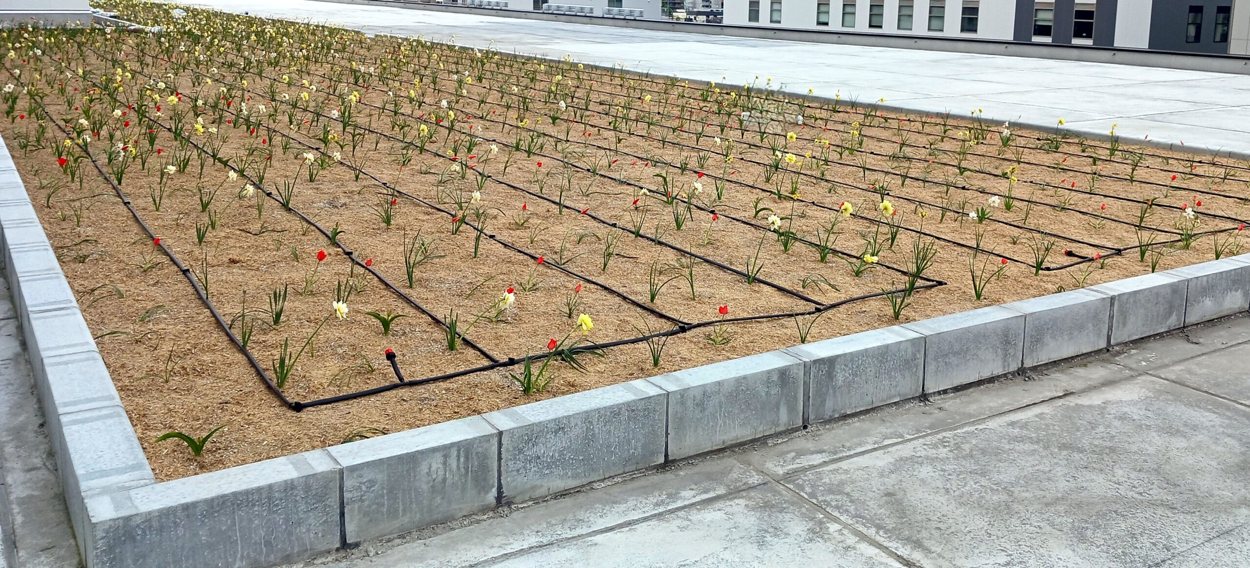 【屋上緑化】病院の屋上緑化かん水（北海道）